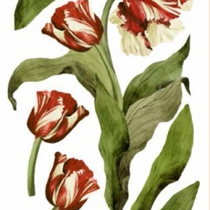 Декоративна наліпка ArtDecor №41 Тюльпаны 